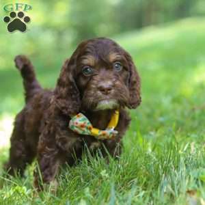 Bear, Cockapoo Puppy
